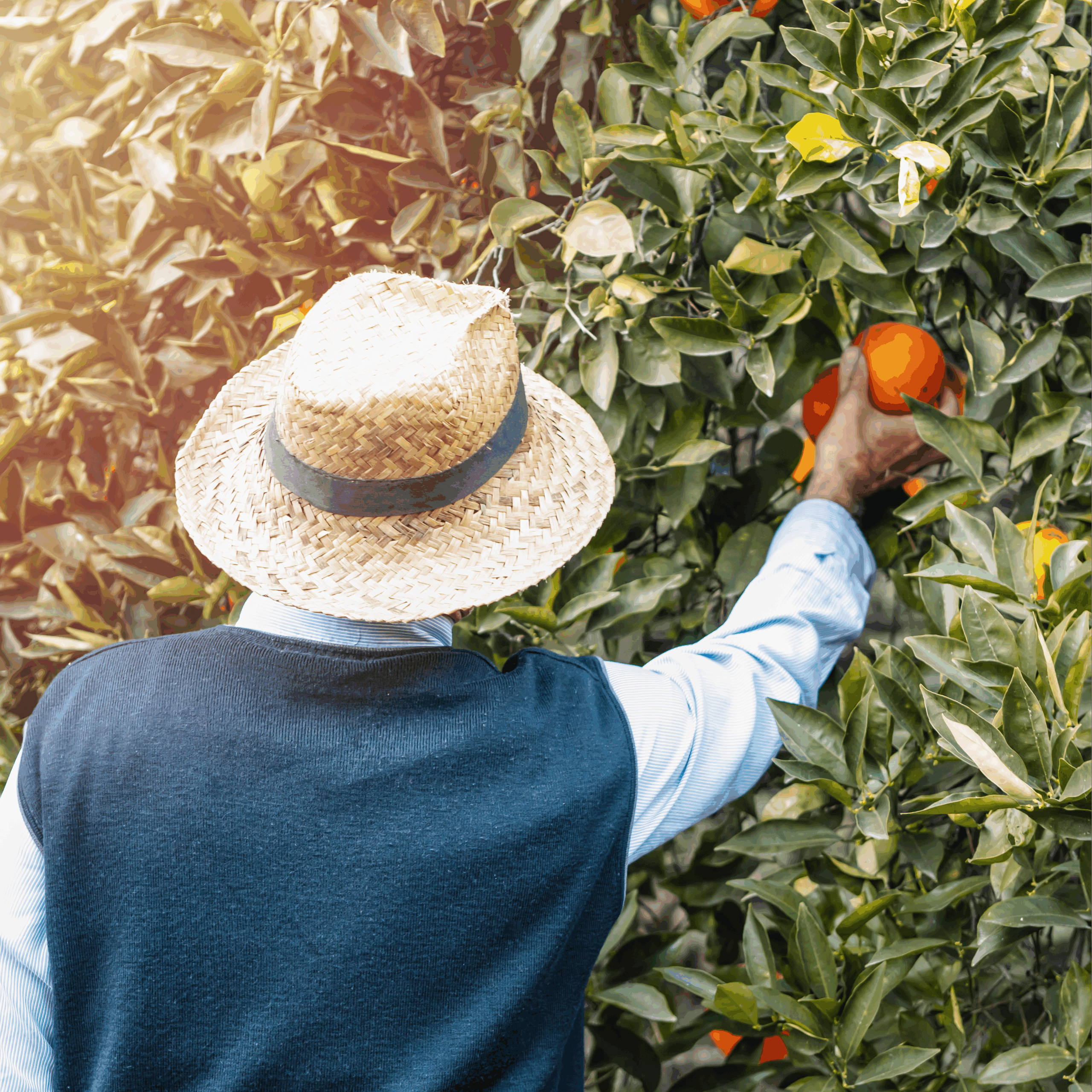 frutetto arance